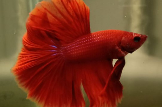 斗鱼多久不喂会饿死