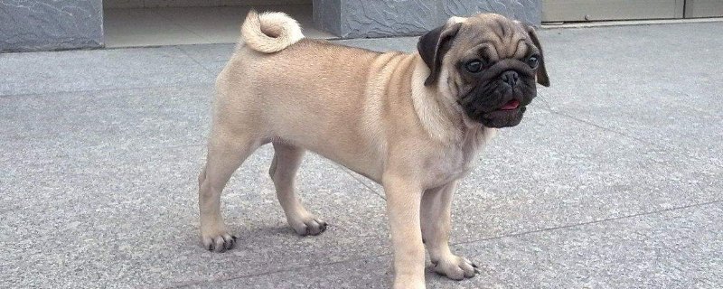 八哥犬掉毛吗