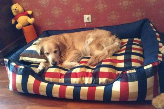 养狗用狗窝还是狗笼好，幼犬用狗笼成犬用狗窝