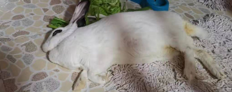 兔子喘气快身体好发抖