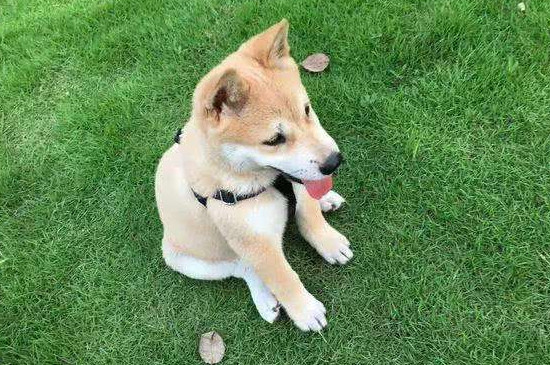一千块钱能买什么狗，一千块钱以内的宠物狗有哪些
