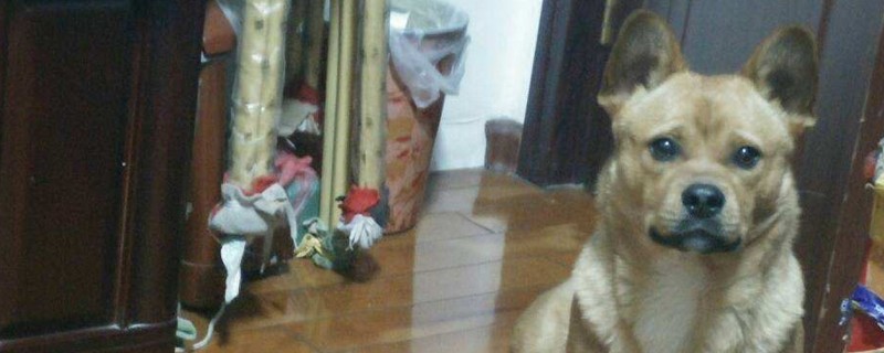 土狗配柯基出来啥样子