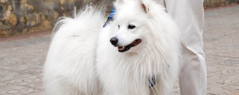 银狐犬的缺点是什么
