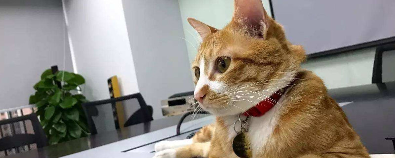 大猫欺负小猫怎么办