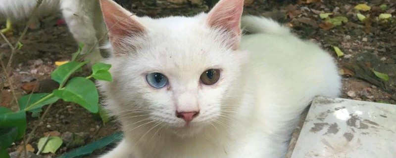 猫没精神总睡觉没食欲