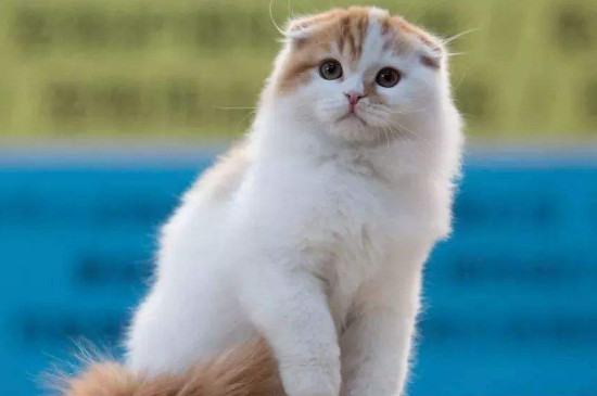 猫吐白色粘液 精神挺好