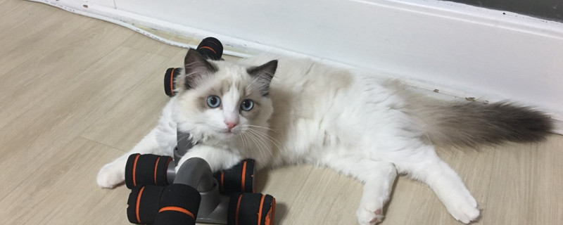 我家布偶猫为什么毛短