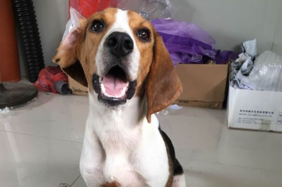 比格犬为什么被禁养
