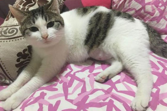 教育猫打哪里