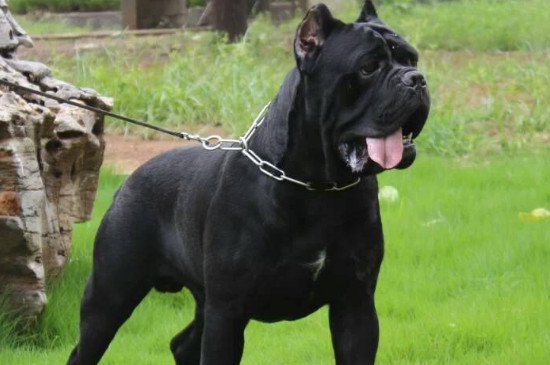卡斯罗犬十个不养理由
