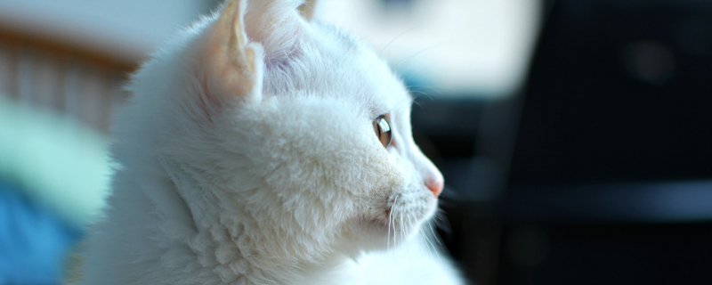 猫能吃鸡心吗
