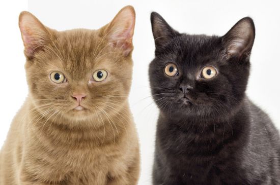 猫咪抓伤出血要打针吗