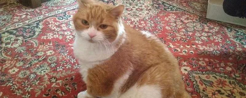 想把猫丢了怎么办