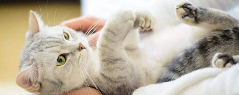 打猫一次记仇几天