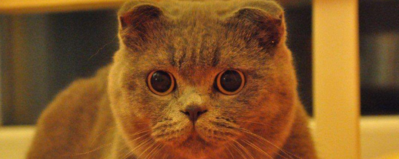 英短折耳蓝猫能活几年