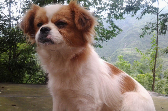 适合幼犬吃的食物