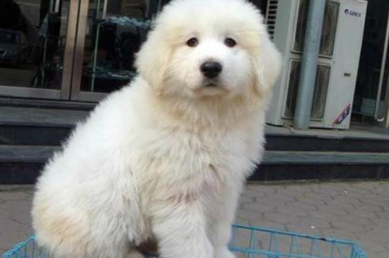 大白熊犬护主吗