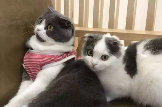 养猫的诡异禁忌