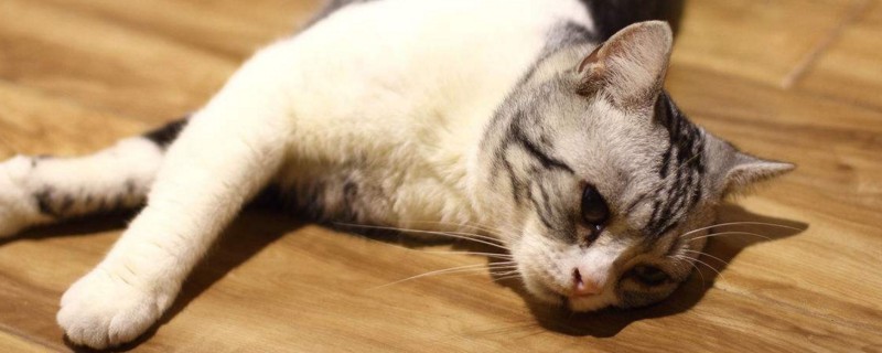 哪几个月是猫脱毛季节