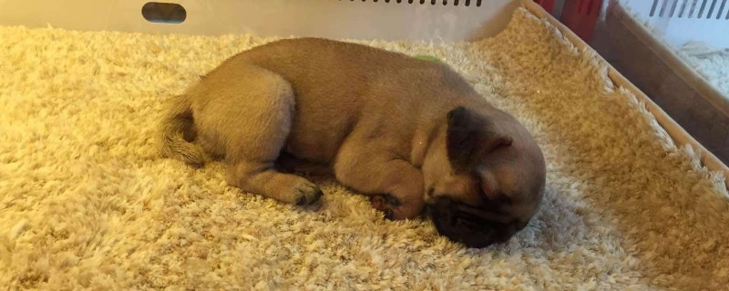 懒人适合养什么小型犬