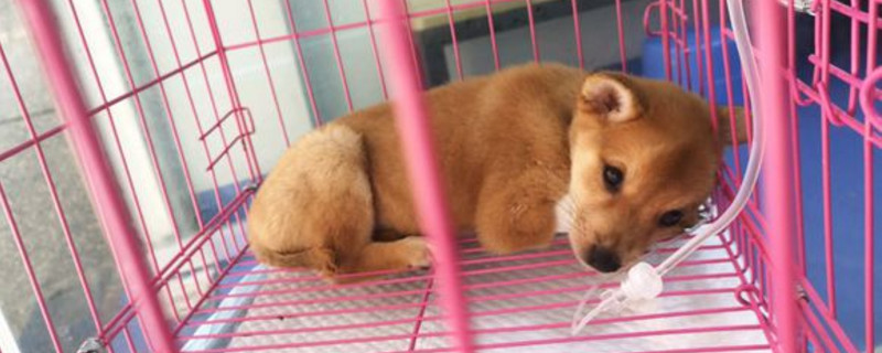 狗被蝎子蛰了有事吗