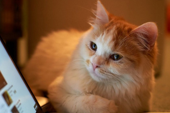 猫脱水太严重还有肾虚弱怎么办