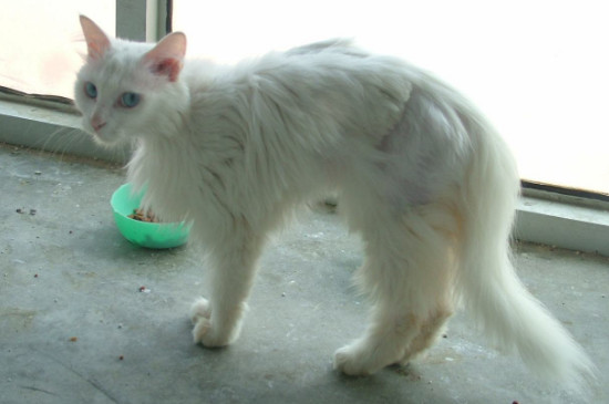 猫咪老是弓背