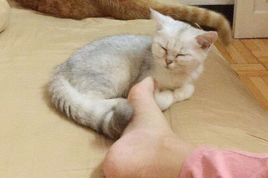 体内外驱虫可以一起做吗