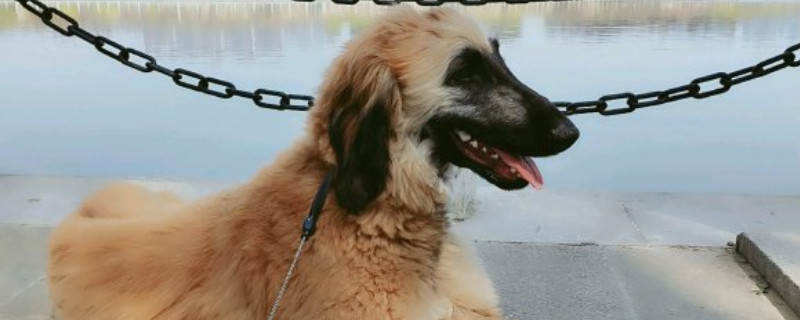 阿富汗猎犬多少钱一只幼崽，纯种阿富汗猎犬价格表