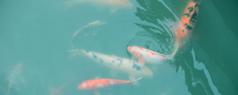 锦鲤交叉感染怎么治