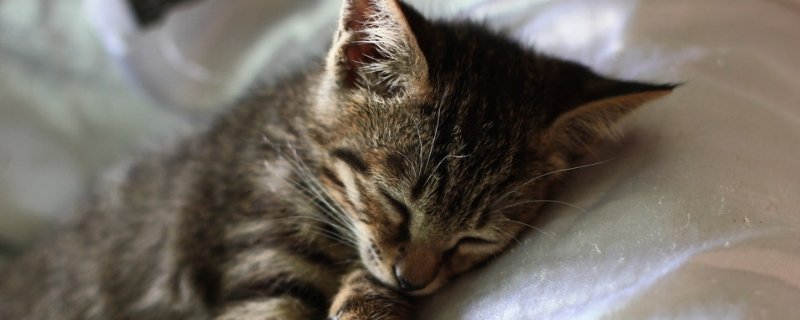猫咪吃蛋黄可以化毛吗