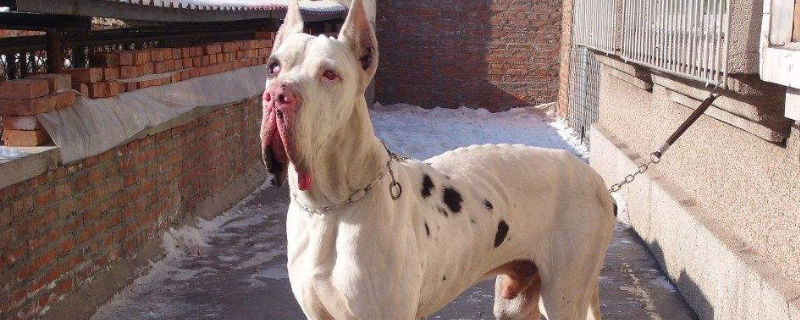大丹犬可以当护卫犬吗