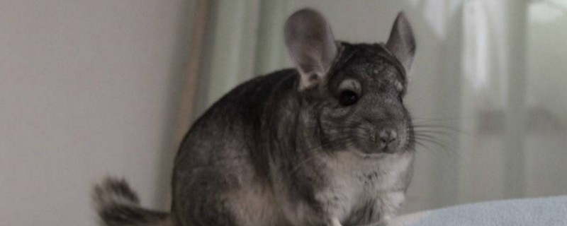 怎么防止龙猫飞毛