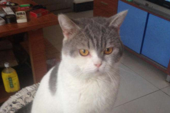 猫嘴流粘液是什么病
