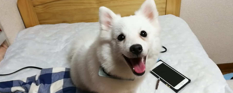 日本银狐犬优点和缺点