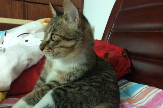 为什么淘宝的猫才100元