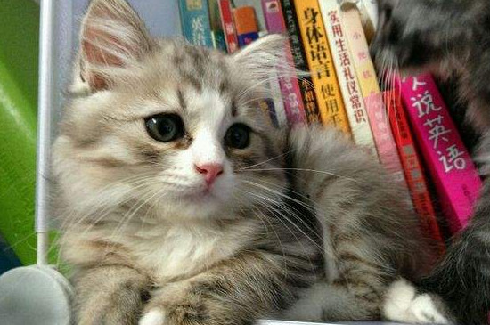 褴褛猫怎么培育出来的