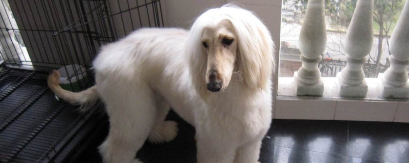 为何中国禁止阿富汗犬