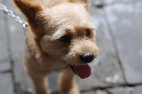 携带狂犬病的狗的特征