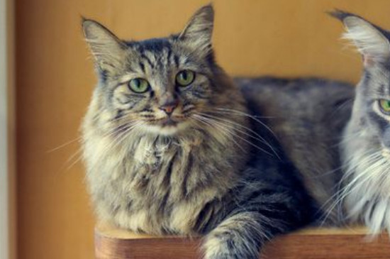 成猫一天喝多少奶，给猫咪喝奶的注意事项