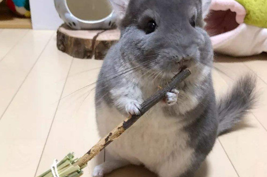 龙猫会带狂犬病吗