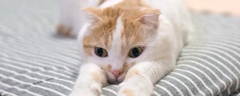 猫流口水没精神怎么回事
