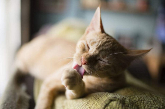 为什么千万不要让猫舔你