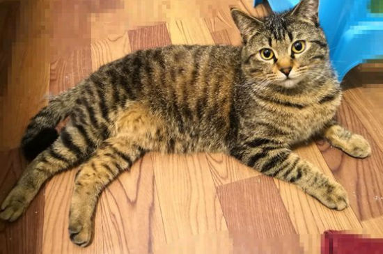 猫咪吃撑了的症状