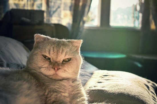 猫有杀主人的意识吗