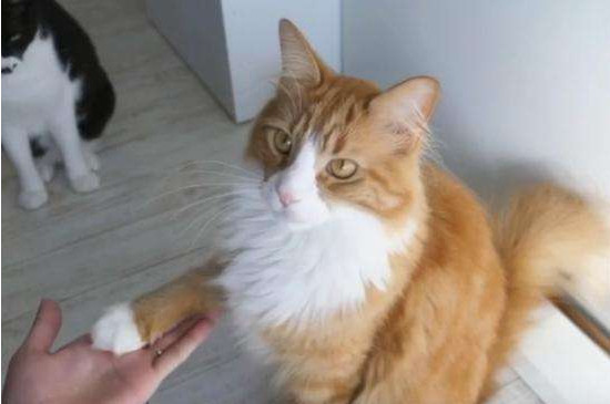猫是怎么认错的