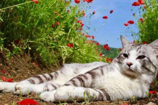 猫在室外能过冬天吗