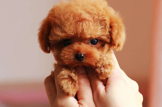 为什么不能养茶杯犬