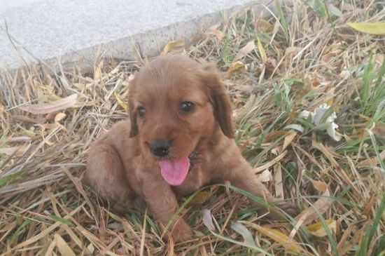 可卡犬掉毛严重吗
