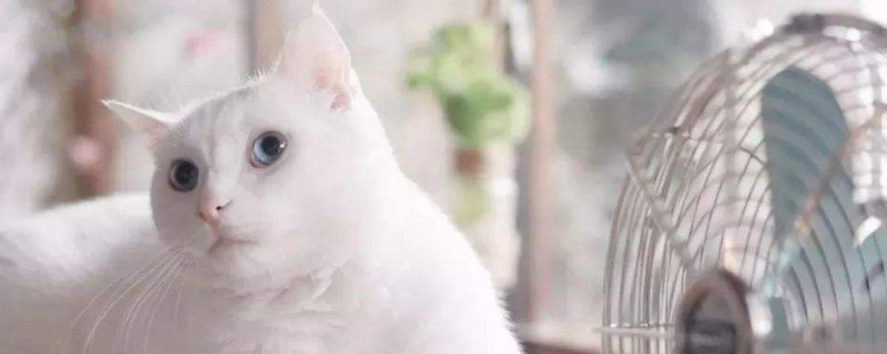 猫咪可以吹风扇吗